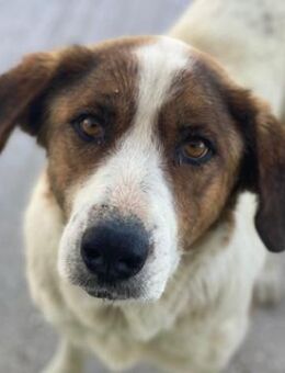 Lauri, geb. ca. 01/2023, GRIECHENLAND - Markdorf