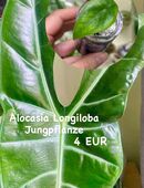 Alocasia Longiloba Jungpflanze in 10407