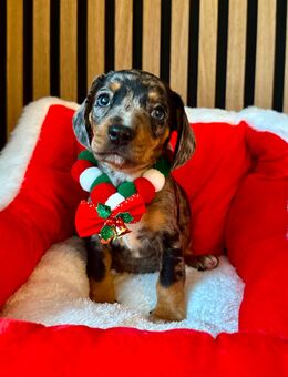 Zwergdackel / Dackel Welpen - Köln