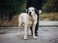 Keano - Großer Schmusehund sucht Zuhause - München