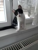 Junge Katzen abzugeben in 09326