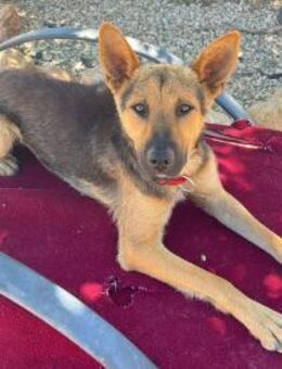 Avo - Rieden (Rheinland-Pfalz)