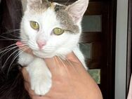 Nala sucht eine schönere Zukunft - Blankenheim (Nordrhein-Westfalen)