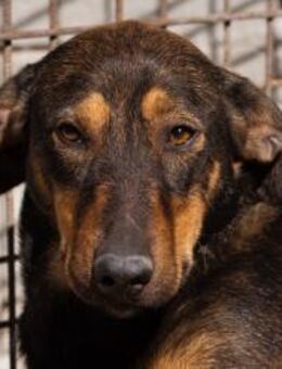 ♥ Paula ♥ eine rundum tolle Junghündin - Hamburg