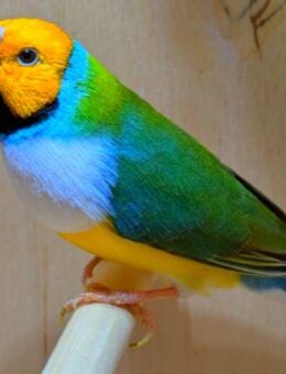 Gouldamadinen (Prachtfinken) naturfarben, blau, gelb - Stuttgart