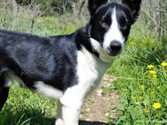 Baloo sucht ein liebevolles Zuhause - Grevenbroich