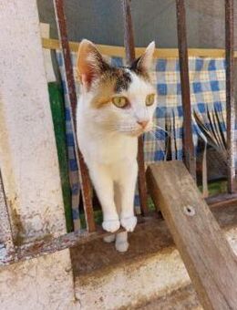 Wendy sucht ihr Glück ❤️ - Saarbrücken