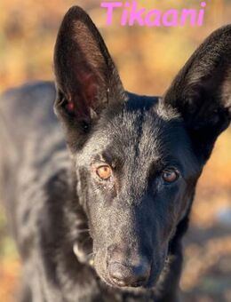 Tikaani- klug und aktiv 06/25 ESP - Ruppertsecken