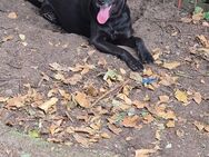 Unser Traumrüde Labradormischling Spencer ca 4Jahre, kastr. sucht seine Familie - Angern