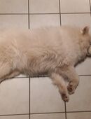 Samojede Welpen in 55627