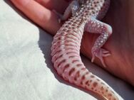Leopardgecko super snow eclipse pied - Berlin