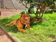 Old Englisch Bulldogge in 34549