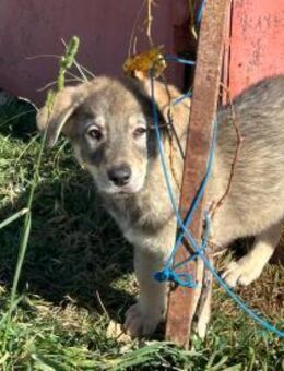 Welpe JONNY sucht sein Zuhause! - Korschenbroich