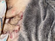Heilige Birma 1 Junge lilac point und 1 Mädchen creme Point - Bad Rappenau