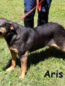 Aris noch nie ein Zuhause aber ... - Kissing