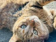 ❣️Goldie ✨ - Goldlöckchen❣️ - Eislingen (Fils)