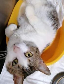 🐾Lieber Yari braucht HILFE🆘 NOTFALL - Eislingen (Fils)