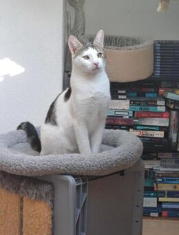 Lieber Paco sucht Zuhause zus mit Fluffy - Margetshöchheim