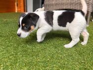 Welpen Jack Russell - Hamburg