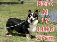 Nero - Obernheim