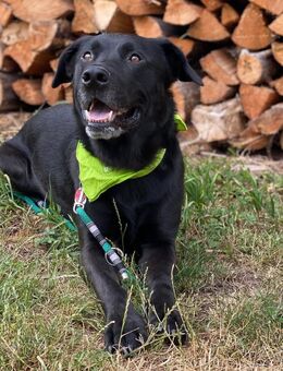 Belgischer Schäferhund - Labardor - Mix sucht hundeerfahrene Person - Großenseebach