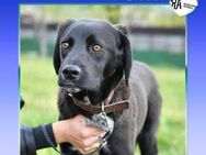 💛 YOSHI 💛 - VERLIEBST DU DICH IN MICH? - Alfeld (Leine)
