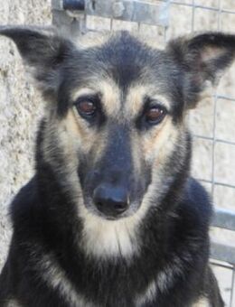 GALA - Schüchterne Schönheit - Karben