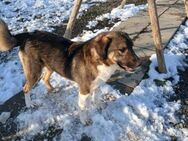 🌟Hübscher Beau sucht dich🐾 - Eislingen (Fils)