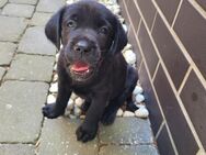 Goldador/Labrador Retriever/Golden Retriever - Markkleeberg