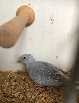 Junge Diamanttauben in Silber und wildfarben abzugeben - Peiting