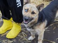 Paspartu❤️sucht Pflege- oder Endstelle - Rott (Inn)