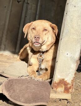 Henry braucht nur etwas Zeit 🐾 - Elsdorf (Nordrhein-Westfalen)