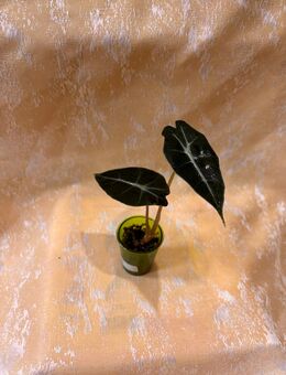 Alocasia Polly - Berlin Treptow-Köpenick