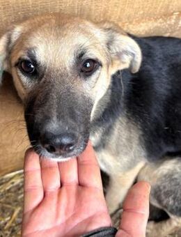 NIELE ~ zuckersüß mit tollen Öhrchen - Duisburg