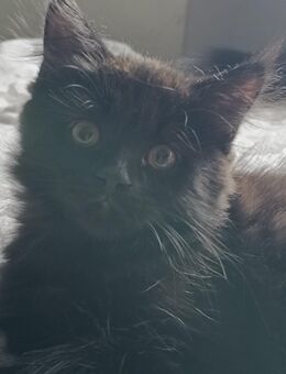 Unsere süßen Maine Coon suchen Ihre Familie - Roigheim