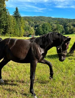 Schweres Warmblut - Sebnitz