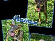 Toller Romeo wartet schon so lange! - Nürnberg