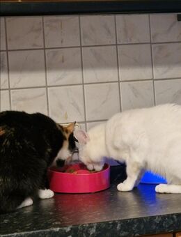 Edle weiße Katze mit strahlend gelben Augen ❤️ ❤️❤️ - Südlohn