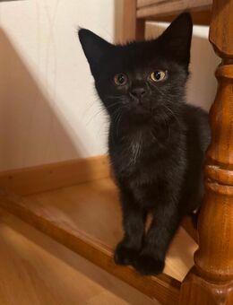 BKH-Mix Kätzchen - Blomberg Zentrum