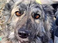 Sky sucht liebe Menschen - Neuhausen (Fildern)
