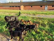 Welpen Labradormix - Saterland