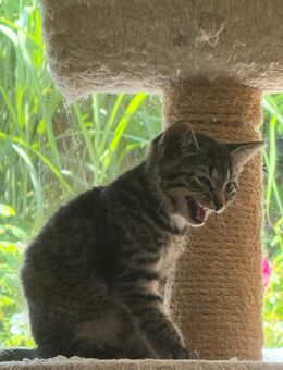 Katzenkinder - Willich