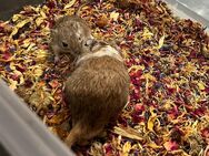 Rennmaus Vater und Sohn Duo sucht neues Zuhause - Waghäusel