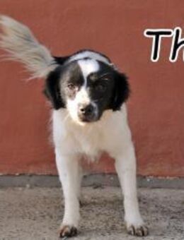 Hier kommt der junge Theo🍀 - Essingen (Rheinland-Pfalz)