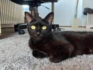 Aufgeschlossene Katze MINU sucht Zuhause - Berlin