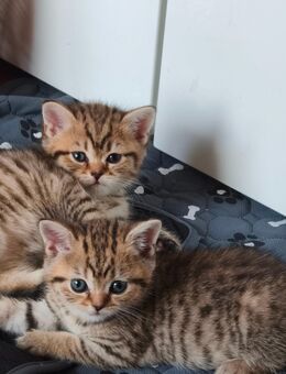 BKH Kitten - Berlin Reinickendorf