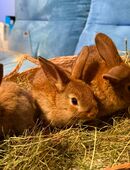 Zwergkaninchen in 33181