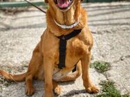 Josie, die nette Hündin - Bergisch Gladbach