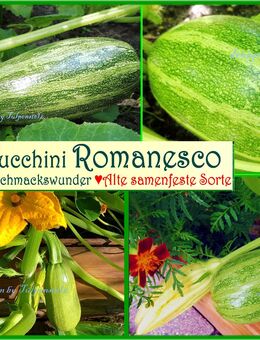 ♥ BIO Zucchini Costata Romanesco,Samen, Alte Sorte Geschmack samenfest Tulpenstolz Garten Saatgut Seeds Rarität - Hamburg