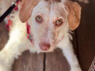 Traumhund für Geduldige - Oberhausen